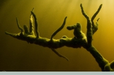 Freshwater Sponge on a dead branch