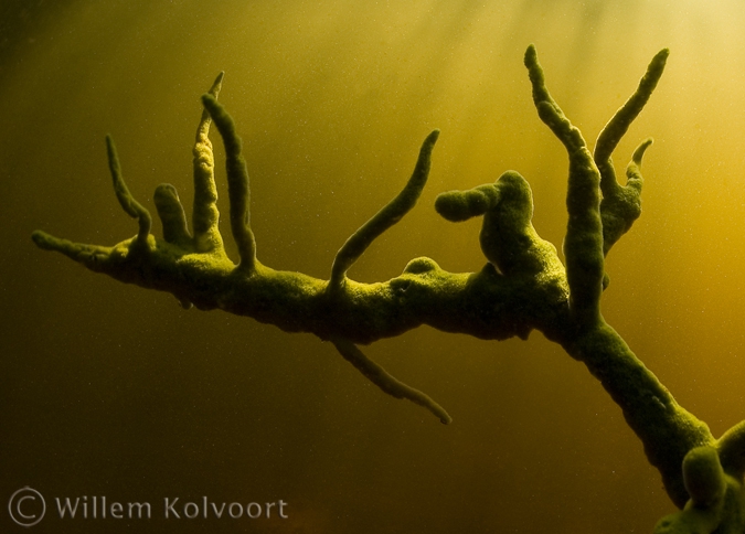 Freshwater Sponge on a dead branch