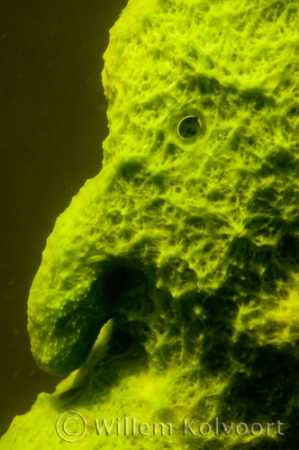 Freshwater Sponge close up