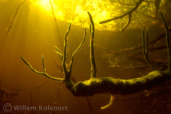 Freshwater Sponge on a dead branch