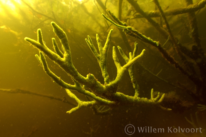 Freshwater Sponge on a dead branch