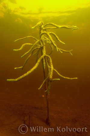 Zoetwaterspons op een rietstengel.