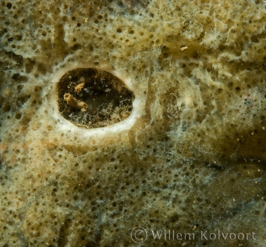 Freshwater Sponge close up