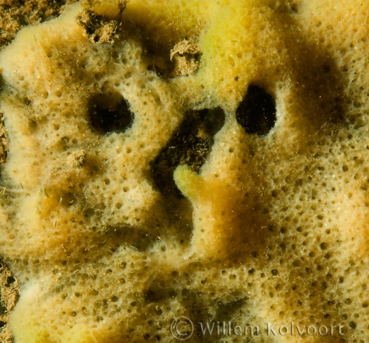 Freshwater Sponge close up