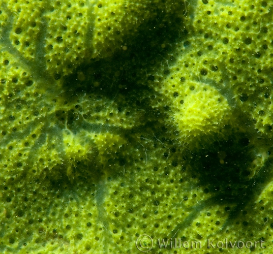 Freshwater Sponge close up