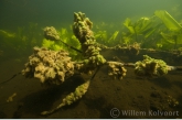 Freshwater Sponge on a dead branch