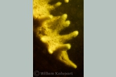 Freshwater Sponge on a lock wall, close up