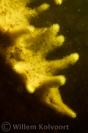 Freshwater Sponge on a lock wall, close up