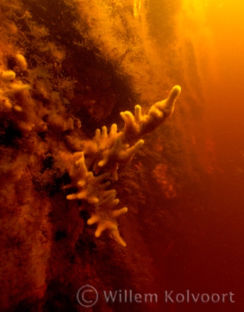 Freshwater Sponge on a lock wall