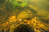Onderwaterlandschap in de Anjumaraval met harnasmeerval