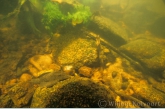 Landscape in the Anjumaru sula with armoured catfish