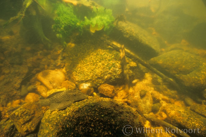 Landscape in the Anjumaru sula with armoured catfish