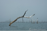 Dode bomen in het Brokopondo stuwmeer