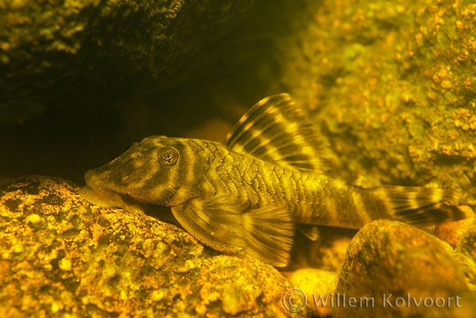 Armoured catfish (Pseudancistrus kwinti)