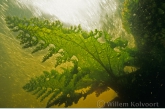 Kumaru njan njan, waterplant in de sula's