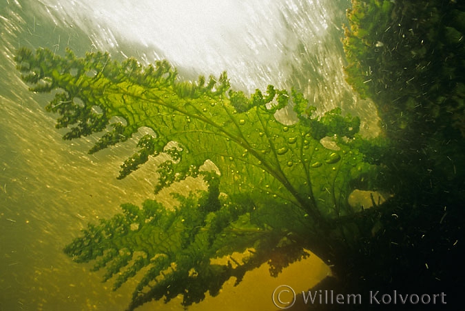 Kumaru njan njan, waterplant in de sula's