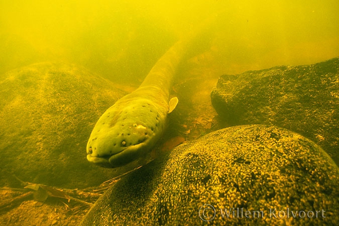 Electric Eel ( Electrophorus electricus )