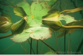 Water-lily 