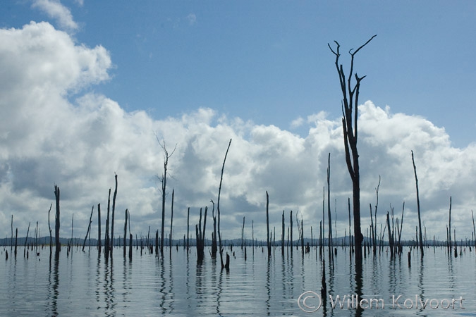 Hardhoutbomen in het stuwmeer