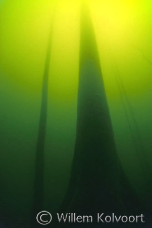 Boomstammen in het stuwmeer