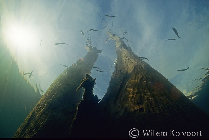 Boom met visjes in het stuwmeer