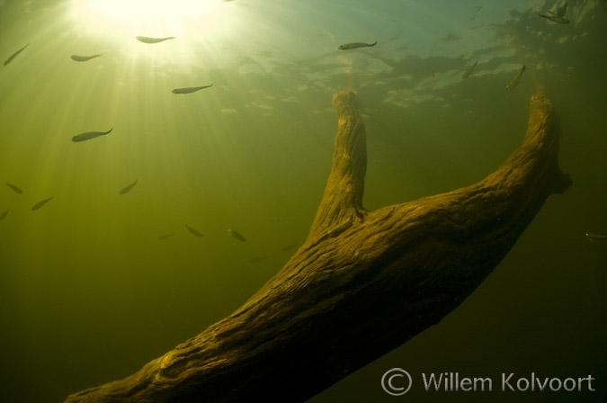 Boom met visjes in het stuwmeer