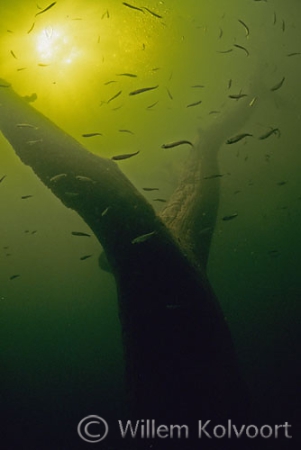 Boom met visjes in het stuwmeer