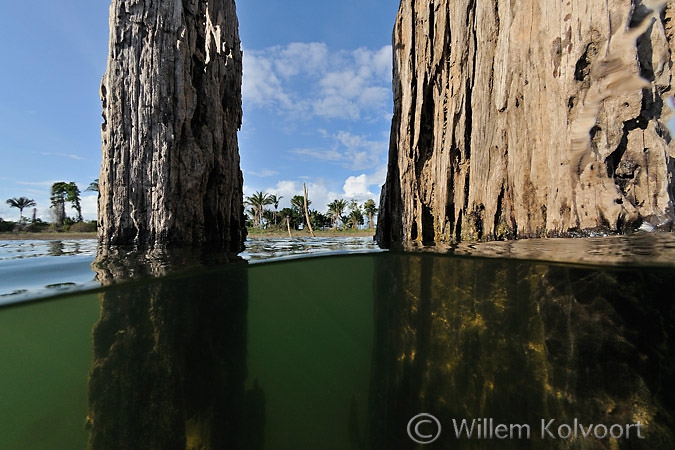  Hardhoutboom in het stuwmeer