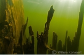 Boomstam in het stuwmeer