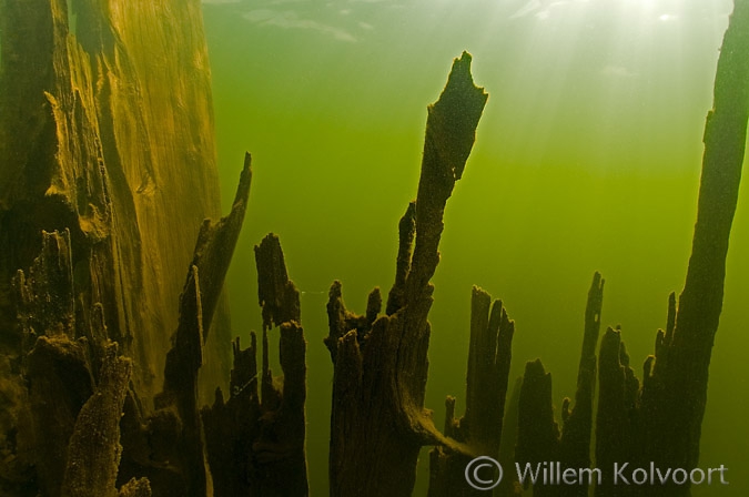 Boomstam in het stuwmeer