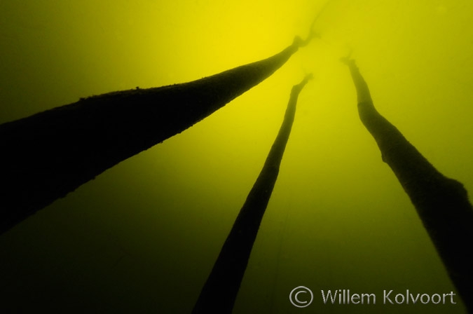 Stammen in het stuwmeer