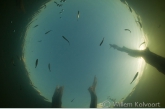 Little fishes ( Bryconops melanurus ) between the branches