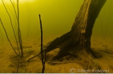 Trunk in shallow water