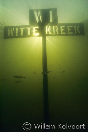 Witte kreek