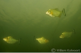 Black Piranha ( Serrasalmus rhombeus )