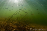 Little fishes ( Bryconops melanurus ) between the branches