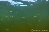 School visjes ( Bryconops melanurus )in het ondiepe water.