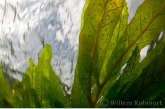 Onder de waterplanten van de Kasto sula