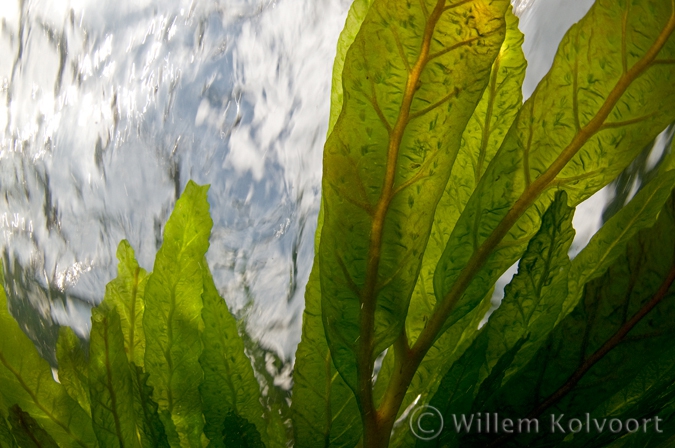 Onder de waterplanten van de Kasto sula