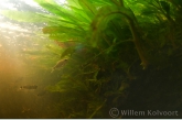 Beneath the waterplants in the Kasto rapid