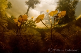 Flowering Cabomba aquatica in thee Cola Creek