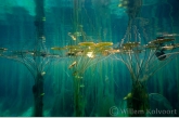 Waterlelies in het Onoribo meertje