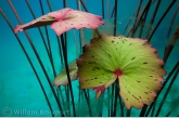 Water-lily in the Onoribo Lake