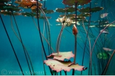 Water-lily in the Onoribo Lake