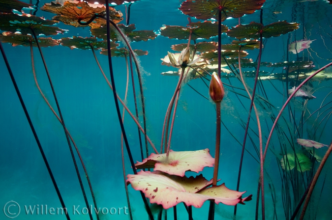 Water-lily in the Onoribo Lake