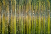 Reed in the Onoribo Lake