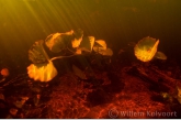 Waterlelies in de Sabaku kreek