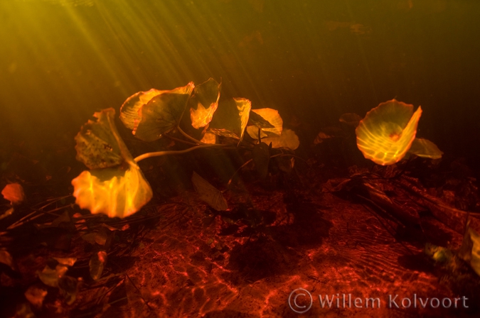 Waterlelies in de Sabaku kreek