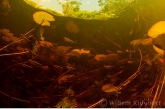Hyphessobrycon amapaensis in de Sabakukreek