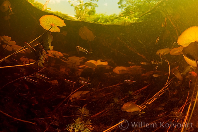 Hyphessobrycon amapaensis in de Sabakukreek